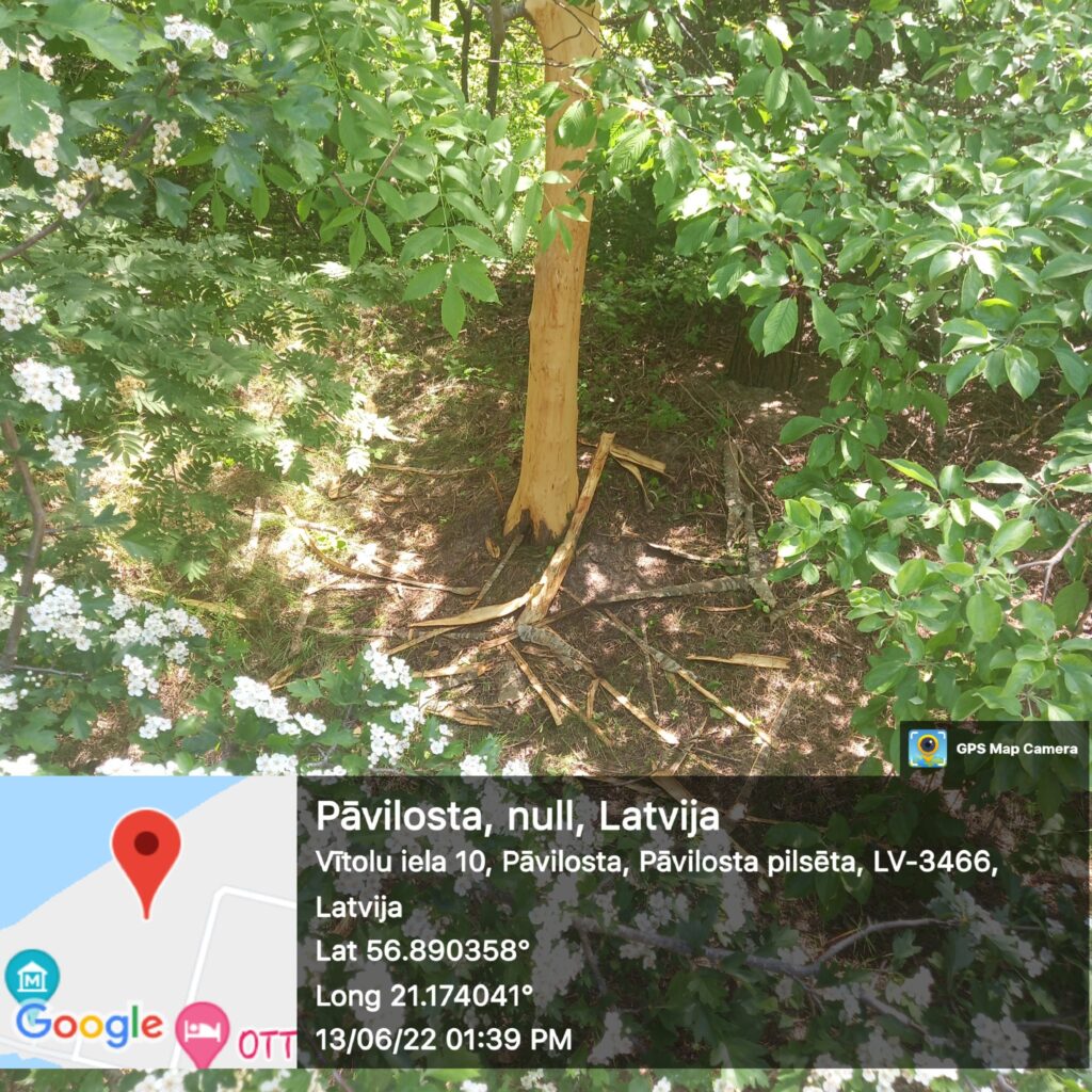 Aluksniesiem.lv raksta attēla aizvietotājs