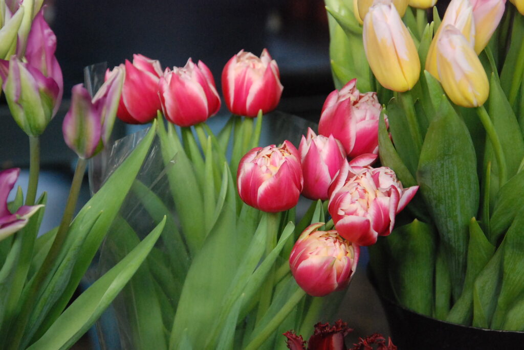 Autors: Foto - Uldis Dobelis