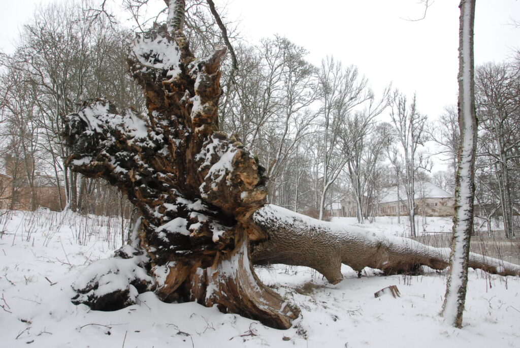 Autors: Foto - Uldis Dobelis
