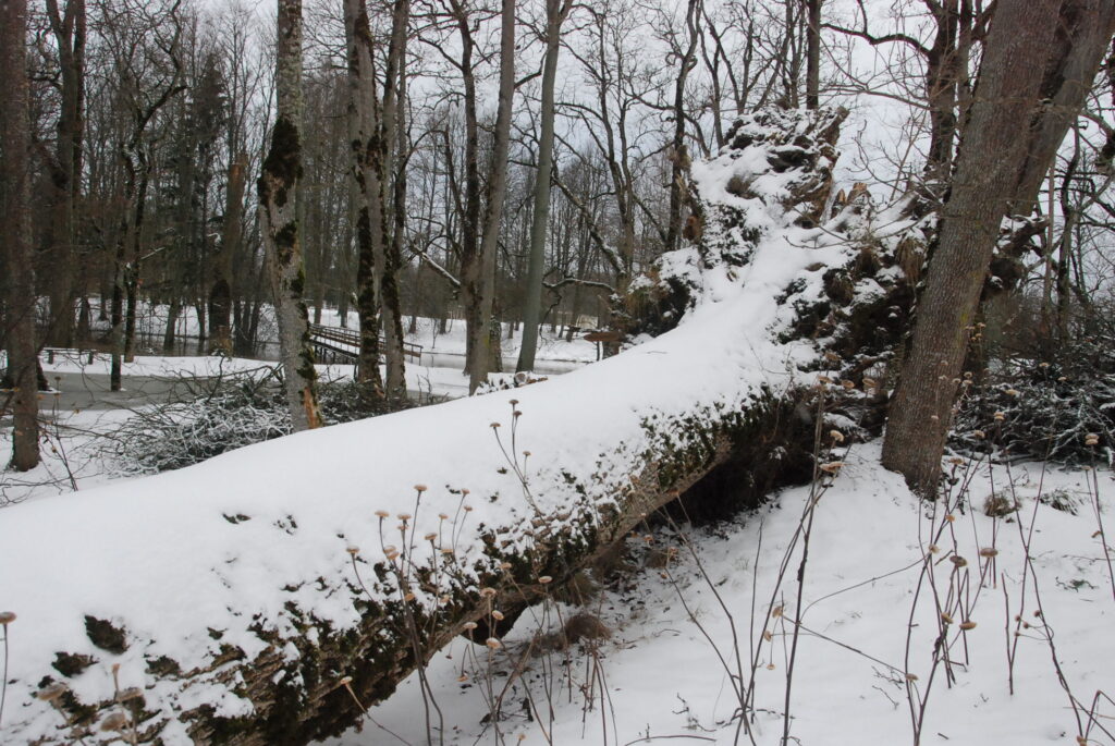 Autors: Foto - Uldis Dobelis