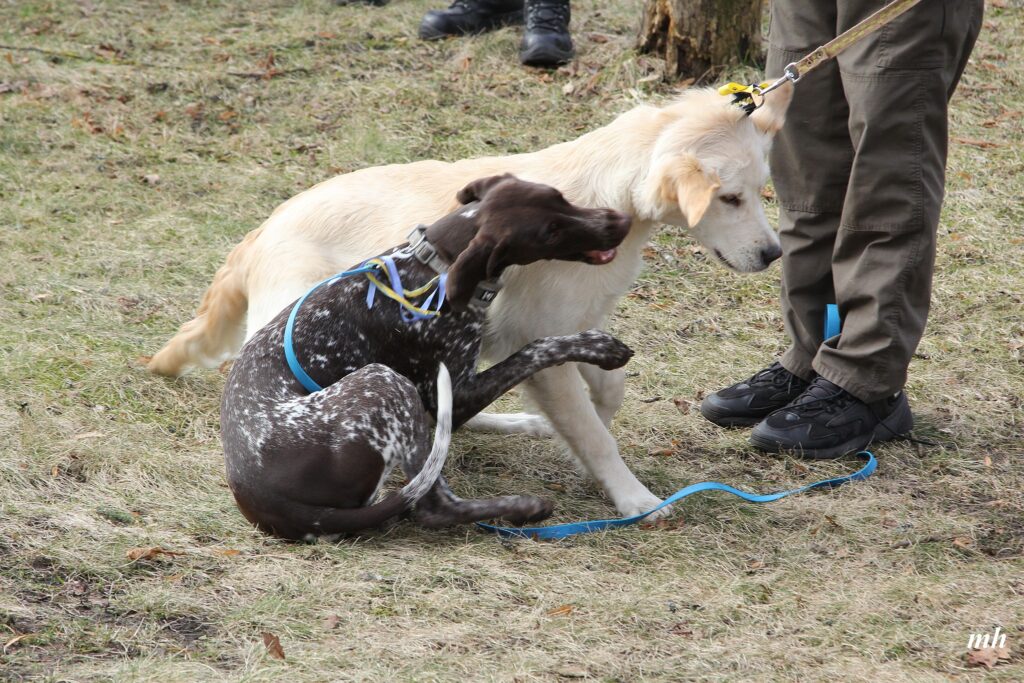 Autors: Foto - Modris Helds