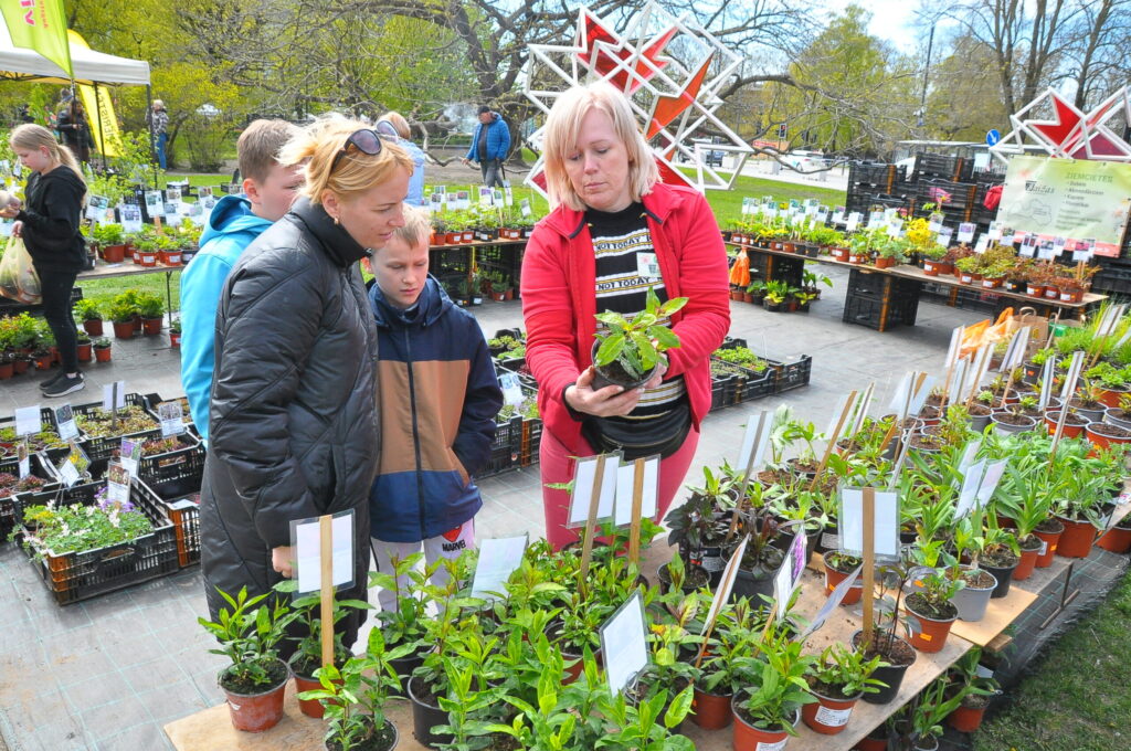 Aluksniesiem.lv raksta attēla aizvietotājs